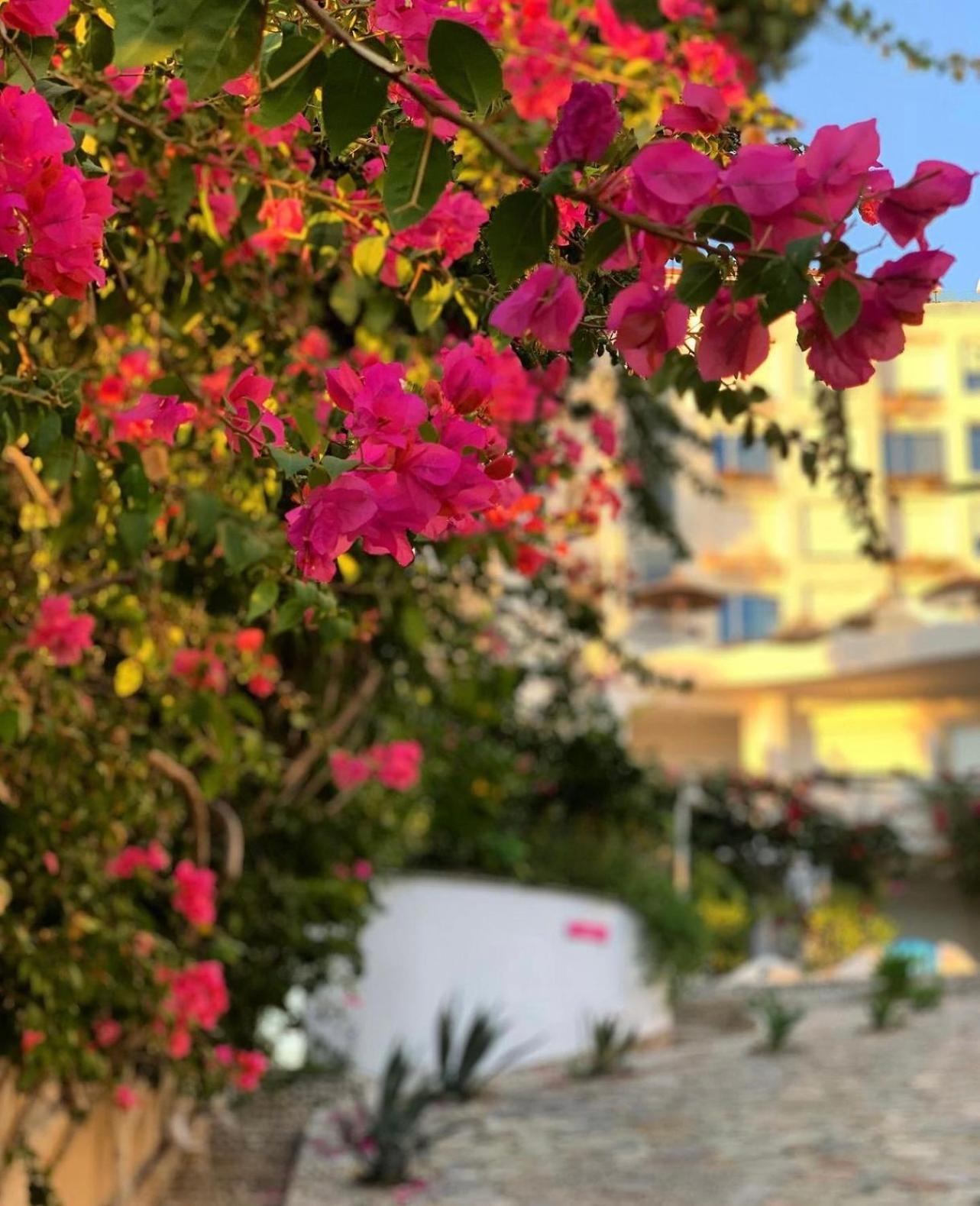 Bellavista Apartments Bougainville Bay Sarandë 외부 사진